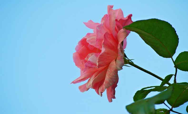 青い空に一輪のバラの花